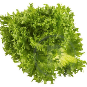 Salat Frillice,  kg - Image 1
